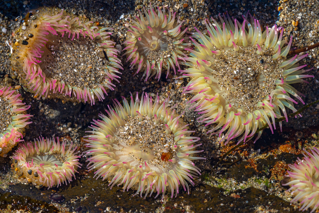 Sea Anemone on Washington Coast