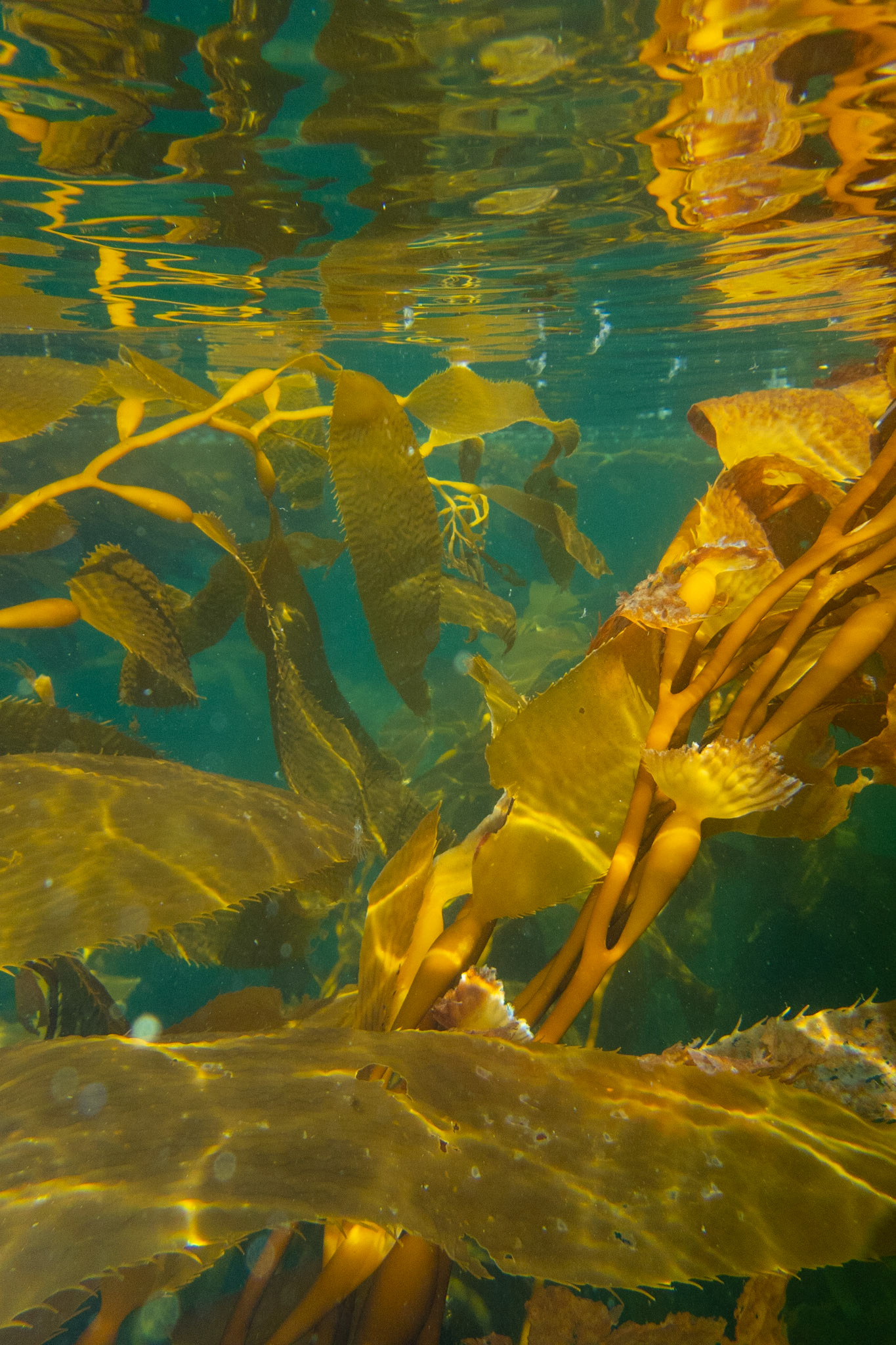 Golden brown Giant Kelp sways in the currents of the aqua-colored marine water around Sitka, Alaska.