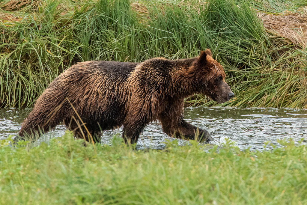 Brown Bear Hunting Salmon