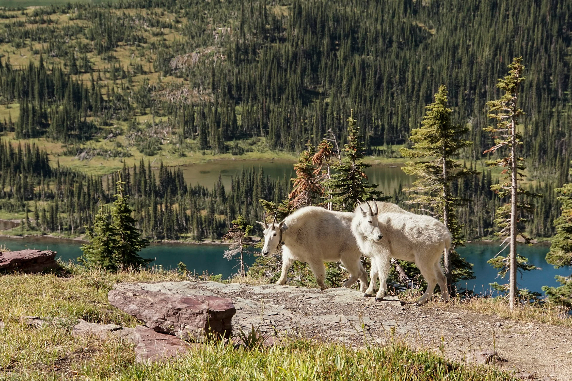 A pair of fuzzy, white mountain goats stand in a clearing overlooking Hidden Lake and a forested hillside in Glacier National Park. Several goats in the park wear collars for scientific research.