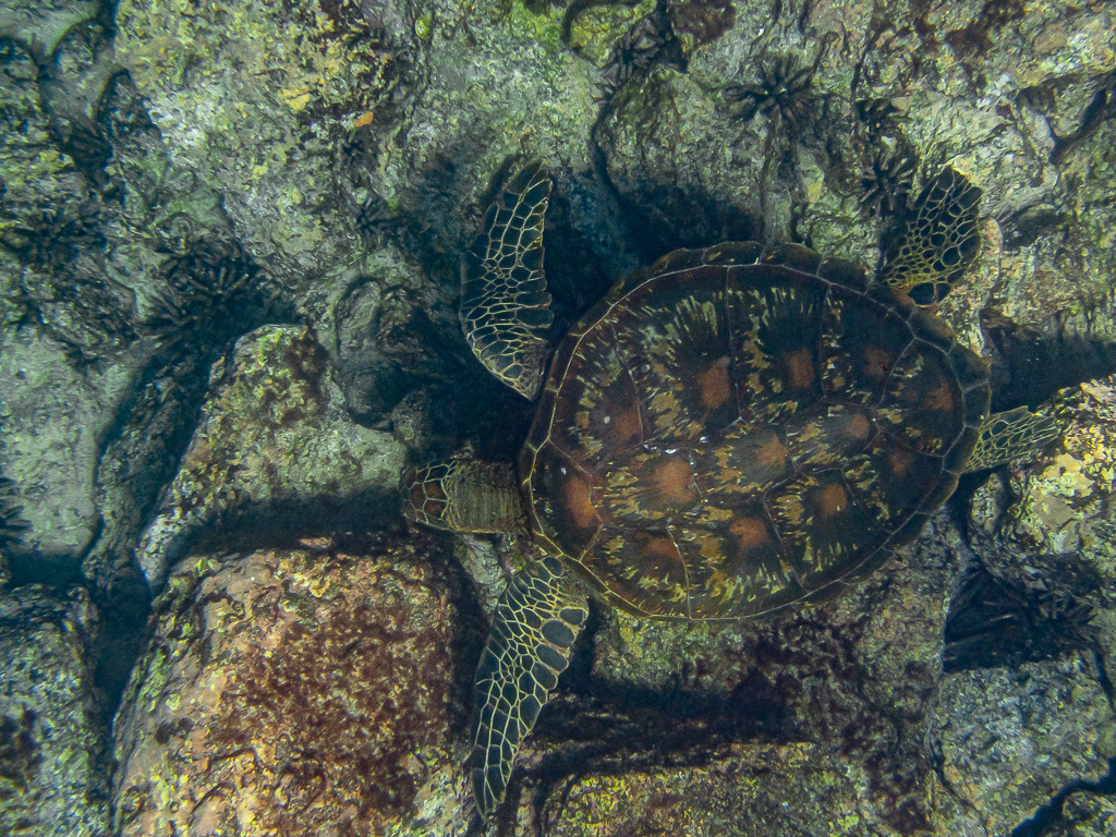 Green Sea Turtle in Galapagos Islands