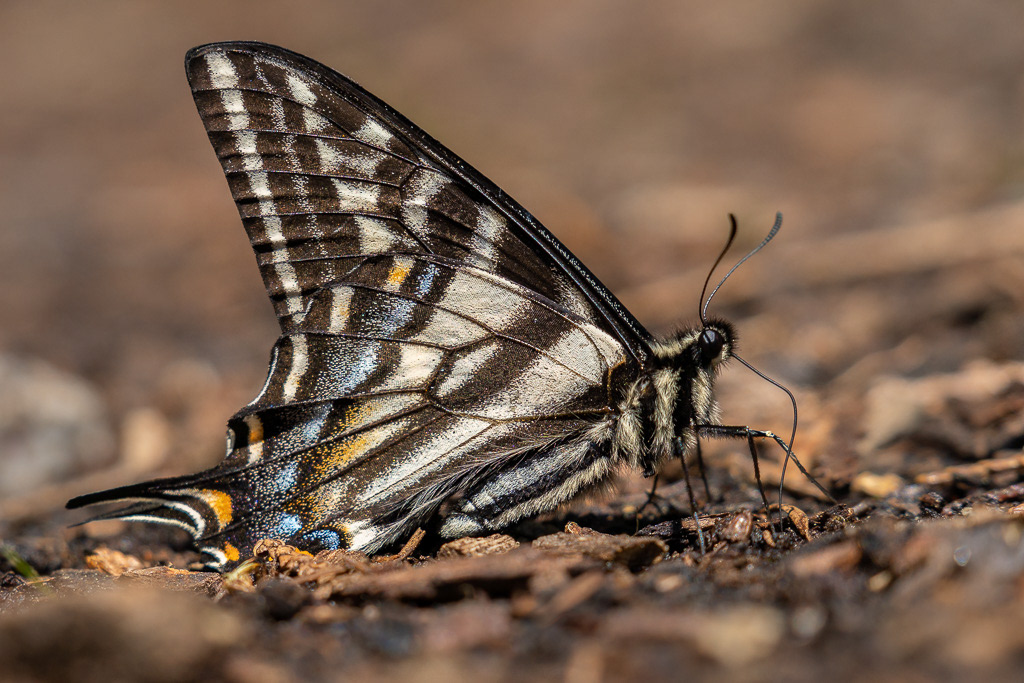 Pale Swallowtail Butterfly