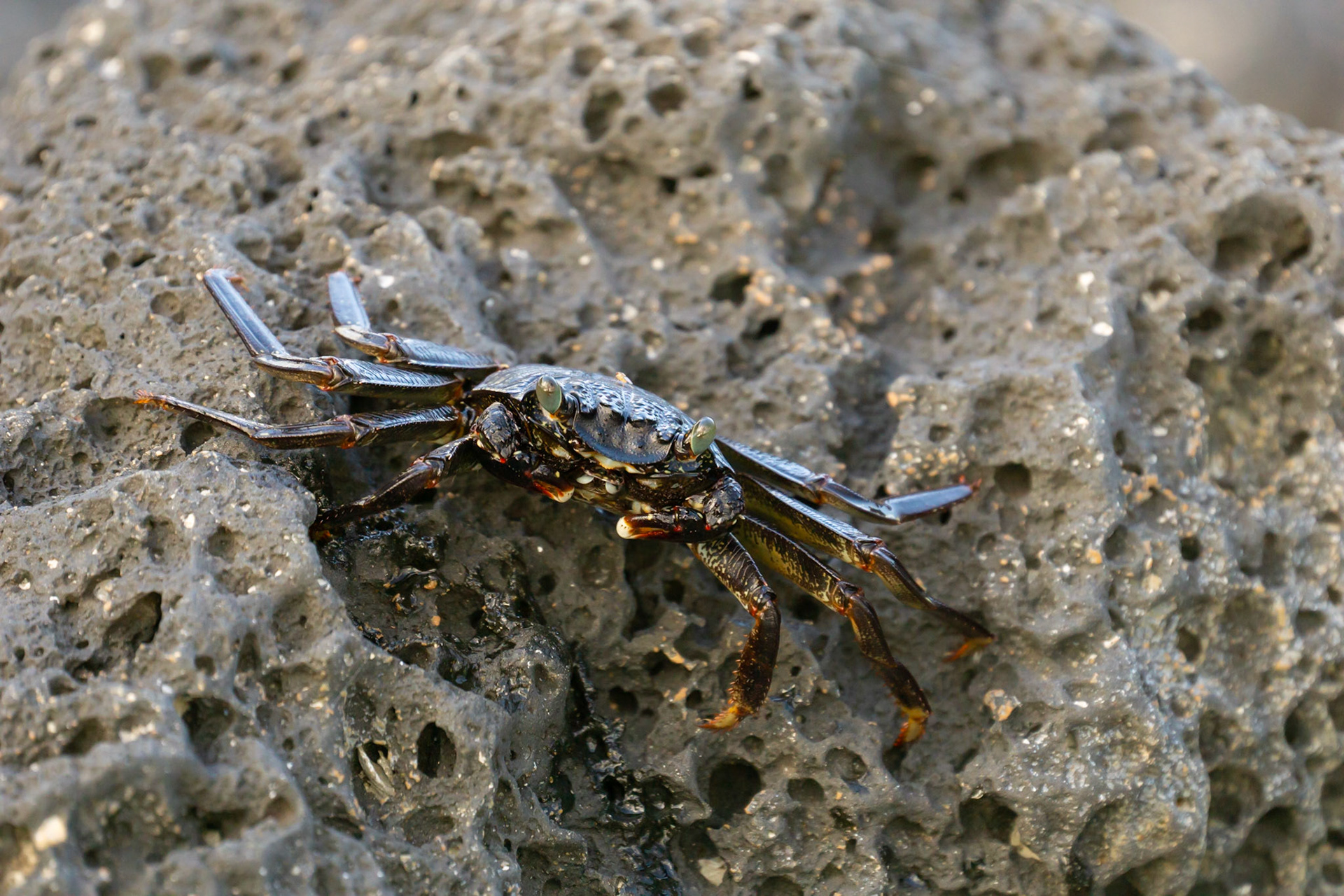 Lightfoot Crab Close-up
