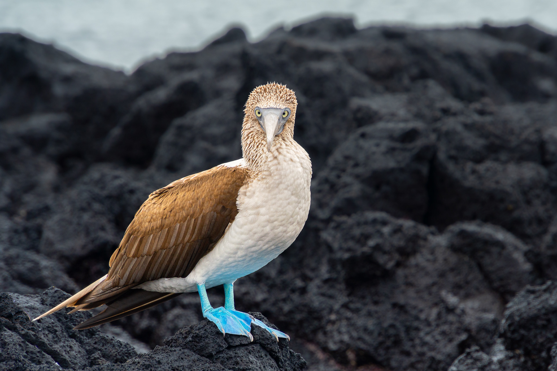 Blue-Footed Booby of Floreana in Galapagos