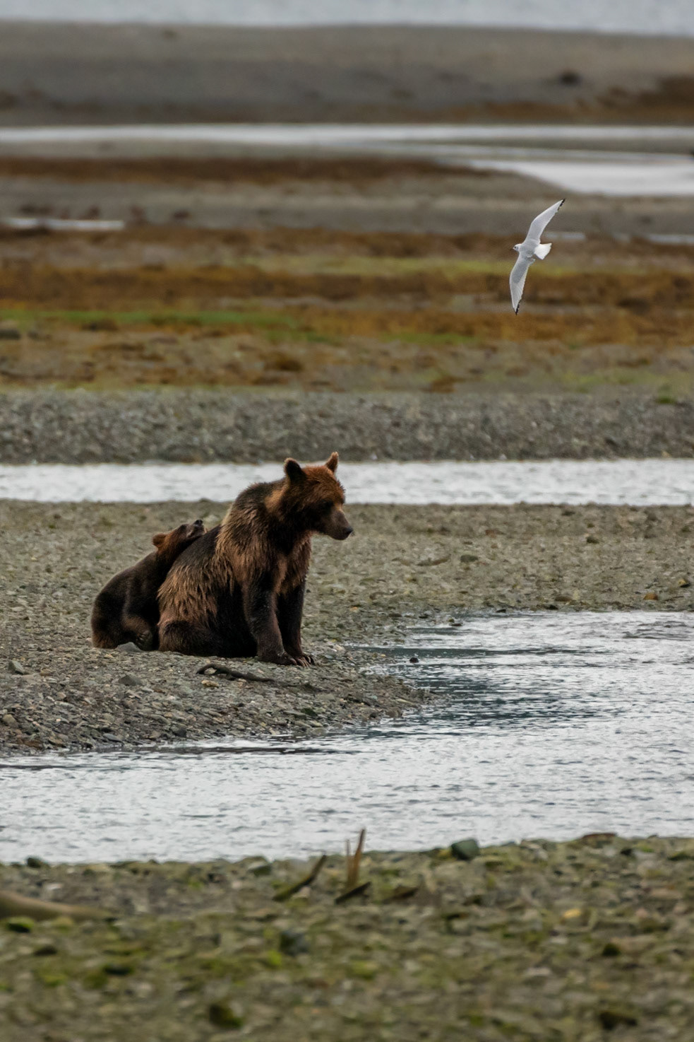 Brown Bear Juvenile Uses Mom for a Pillow