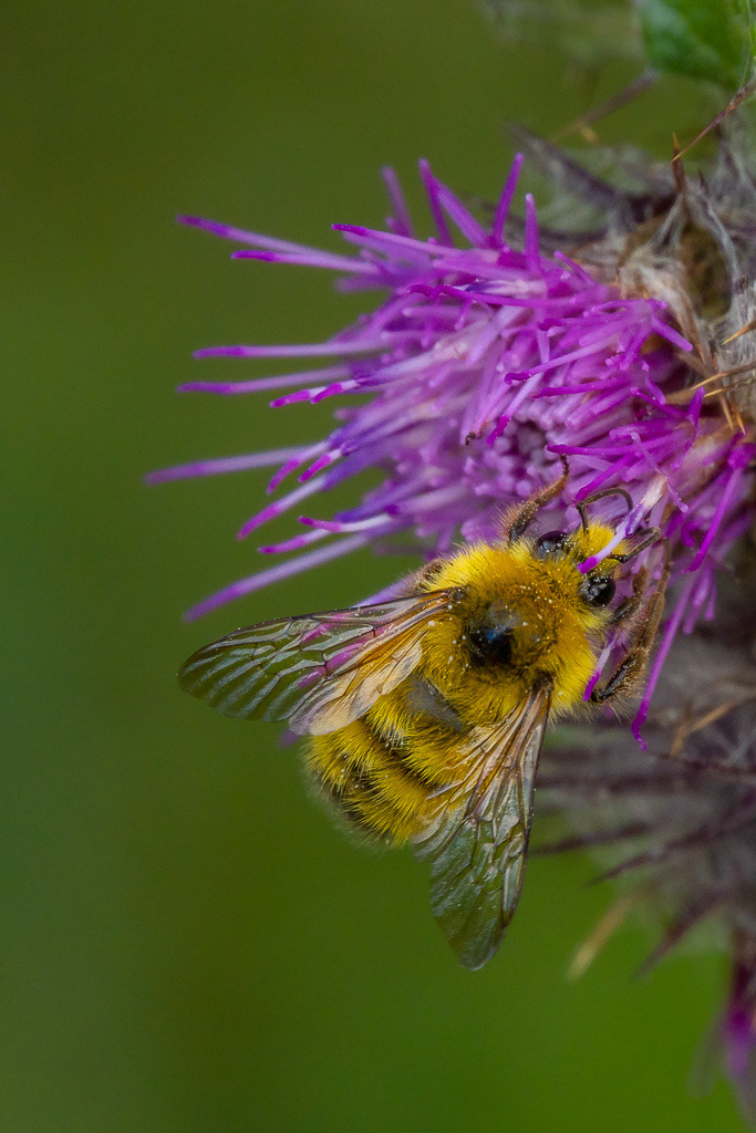 Van Dyke's Bumble Bee on Edible Thistle