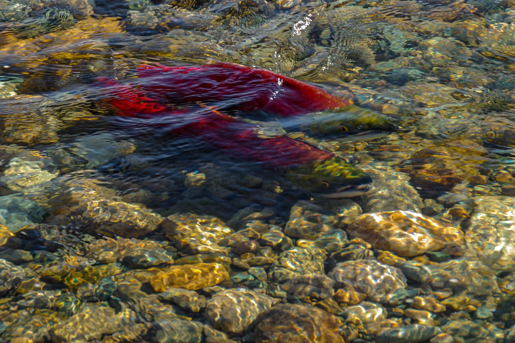 Sockeye Salmon Pair in Shallow Water