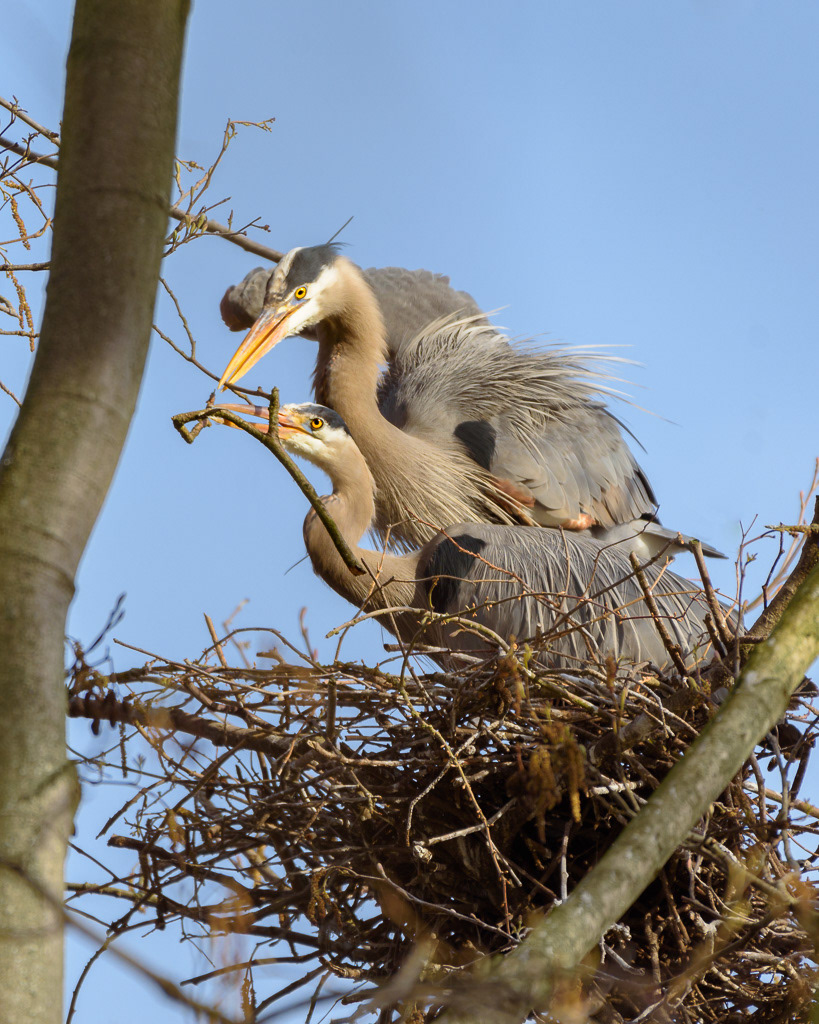 Great Blue Herons Building Nest