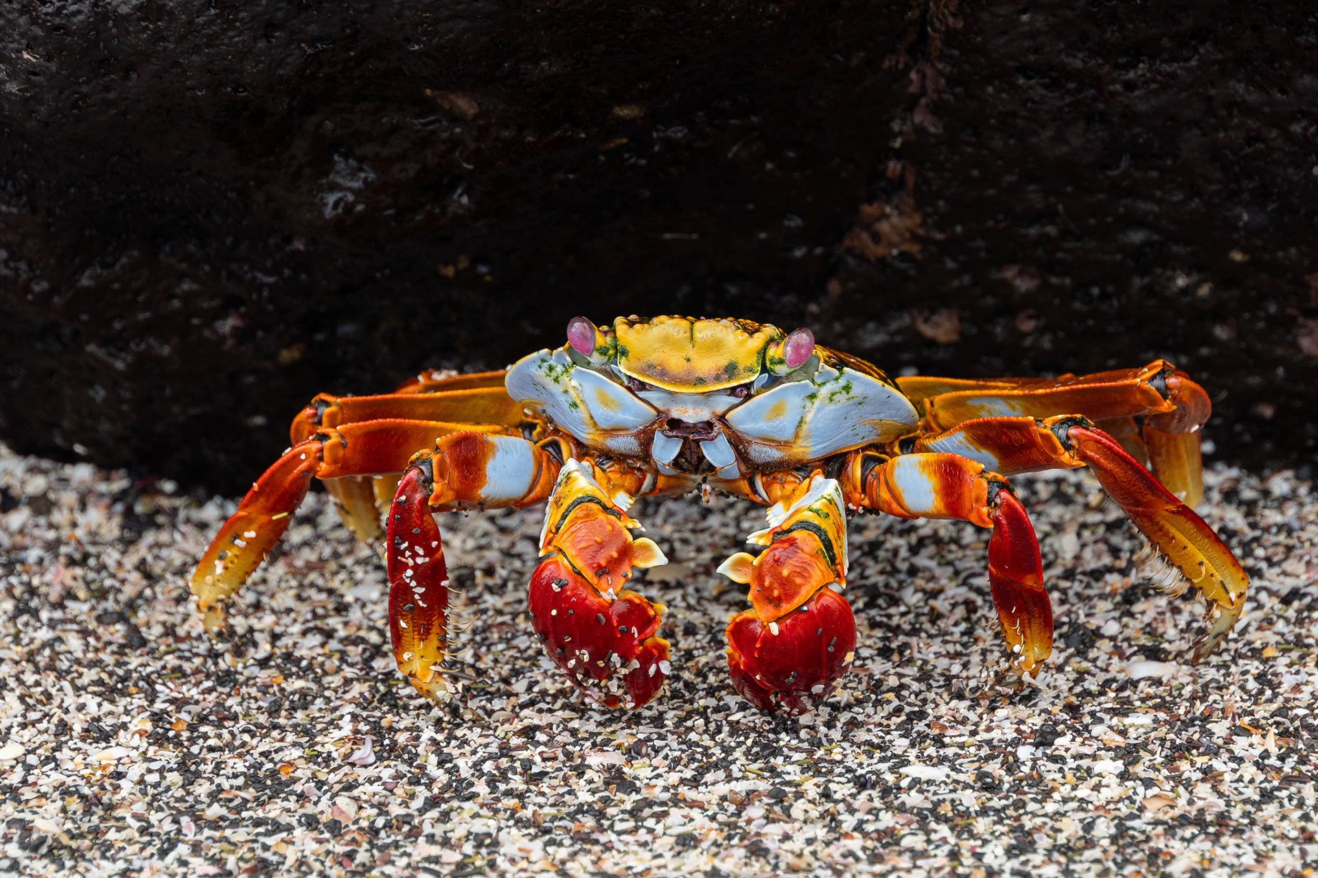 Sally Lightfoot Crab of Fernandina in Galapagos