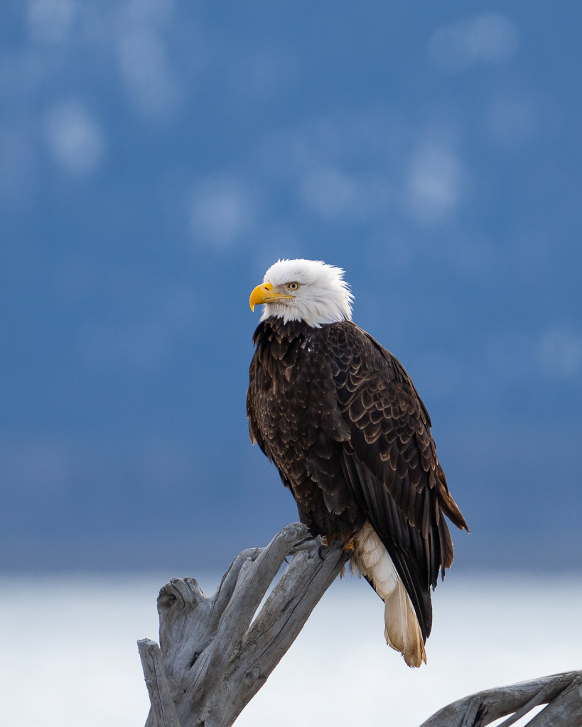 Bald Eagle in Homer, Alaska