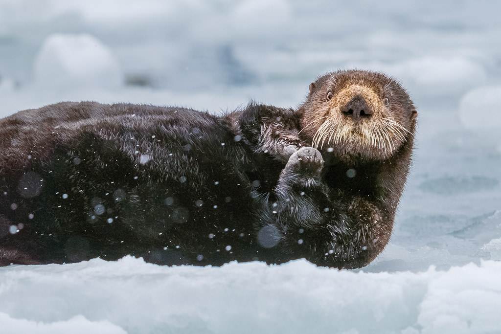 Sea Otter in Snow at Kachemak Bay
