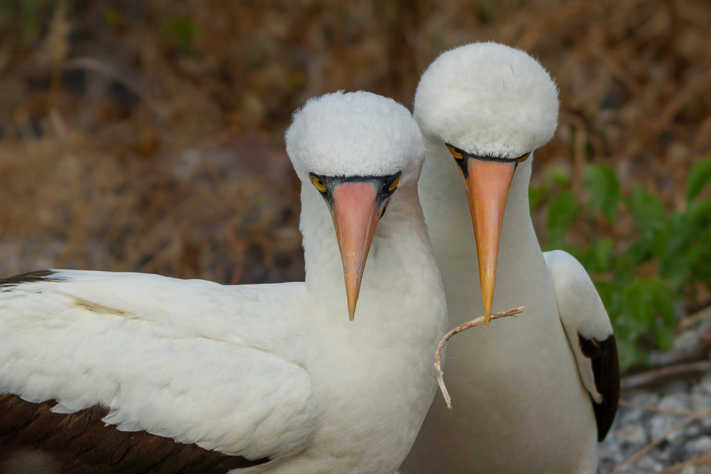 Nazca Boobies Courting Behavior