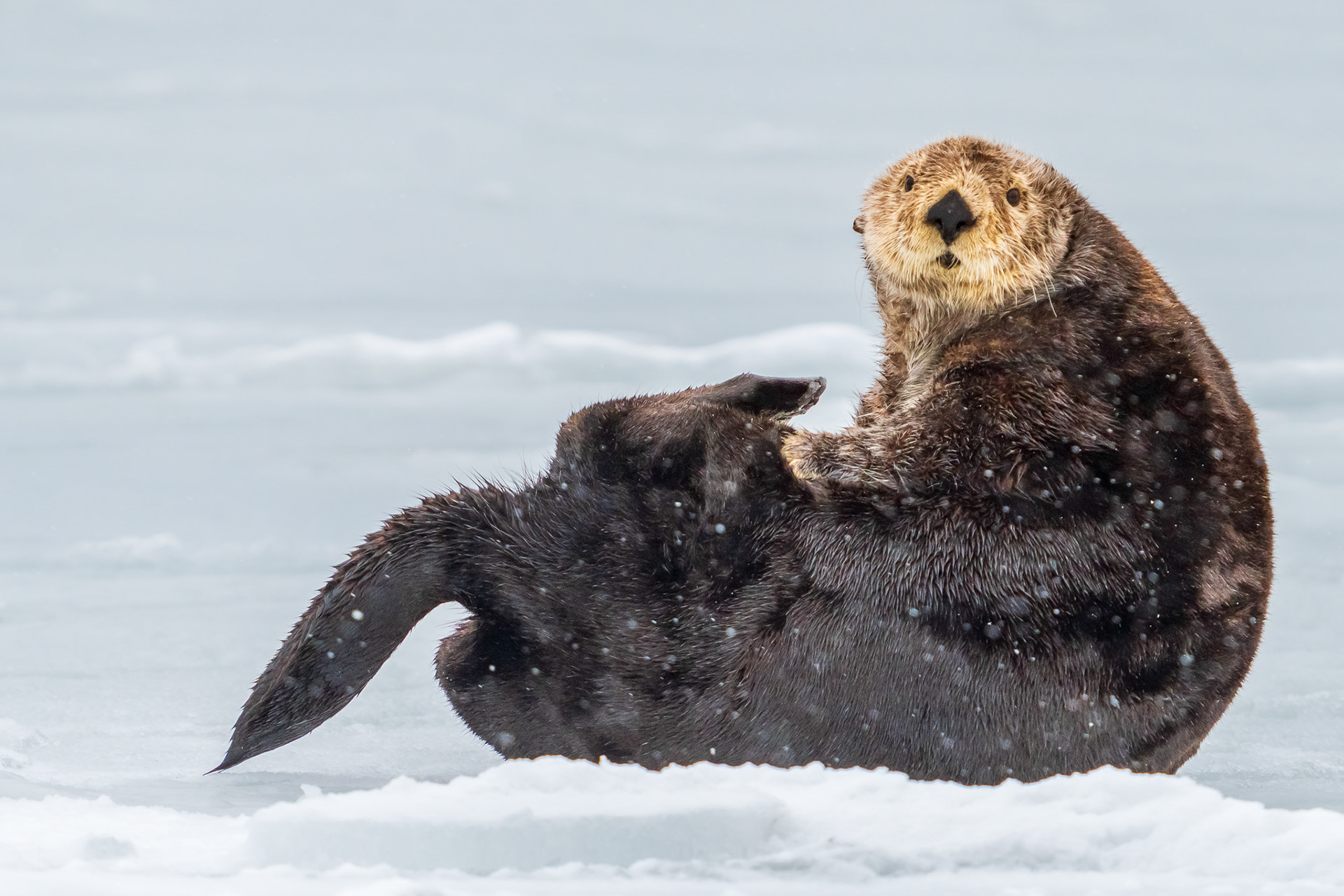 Sea Otter of Kachemak Bay