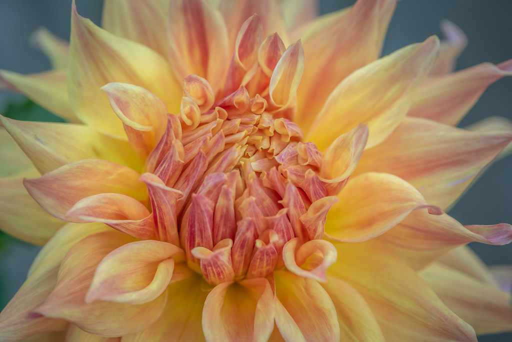 Pink and Yellow Dahlia in Pacific Northwest