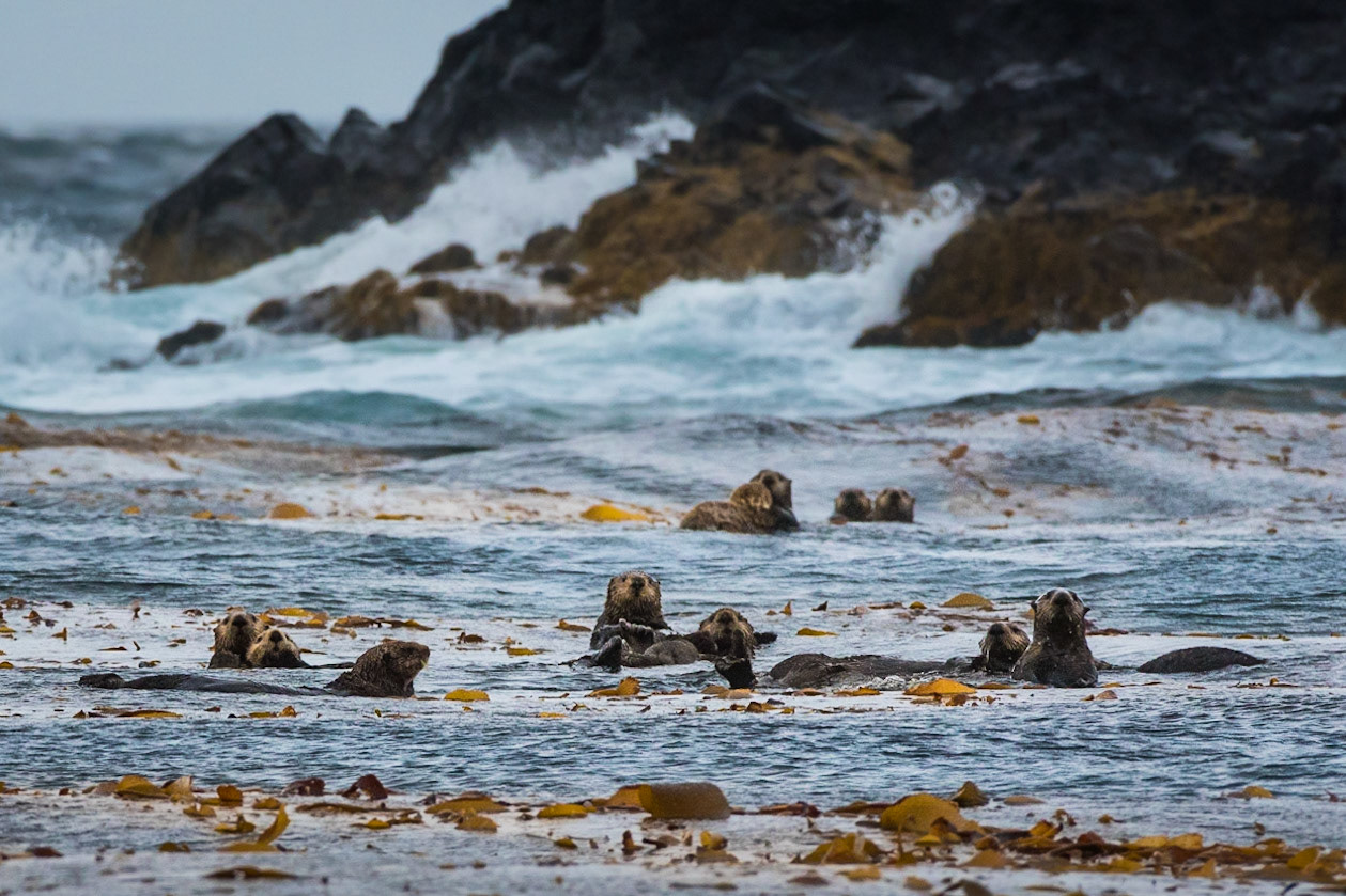 Curious Sea Otters in a Raft of Kelp