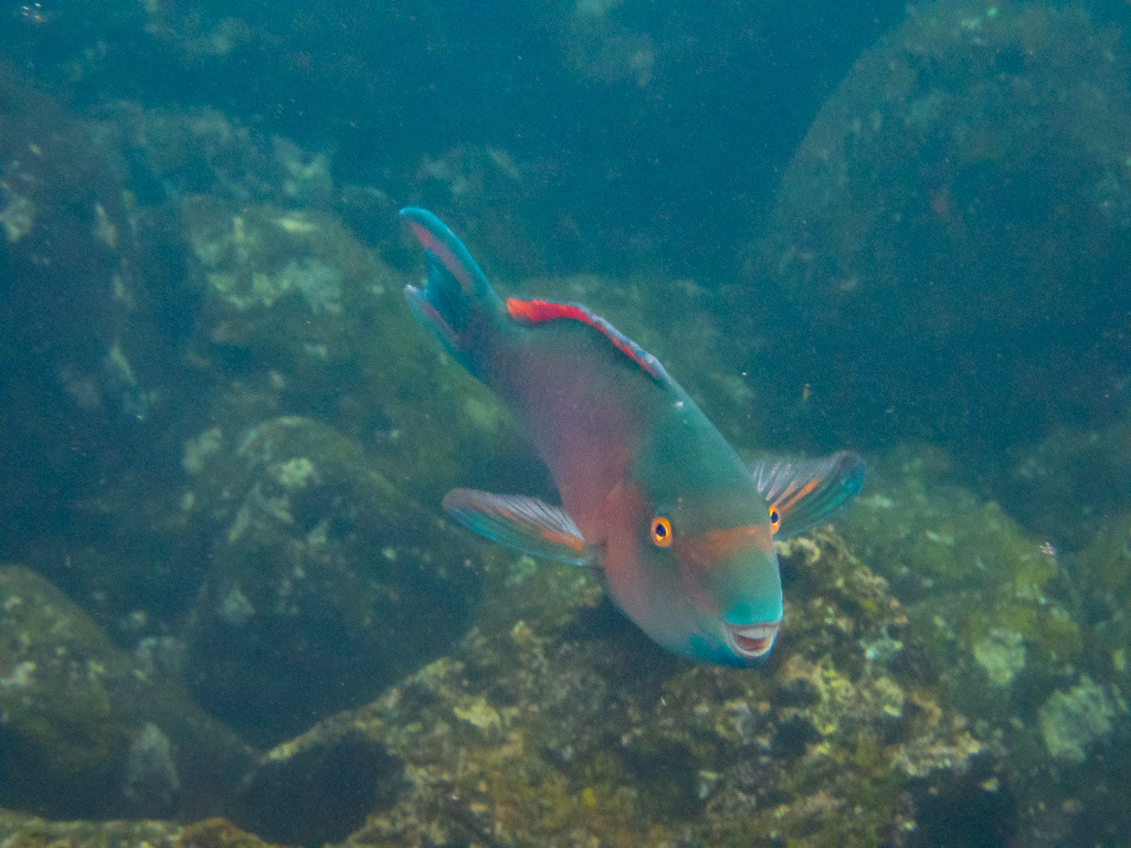 Bluebarred Parrotfish in Great Darwin Bay, Galapagos
