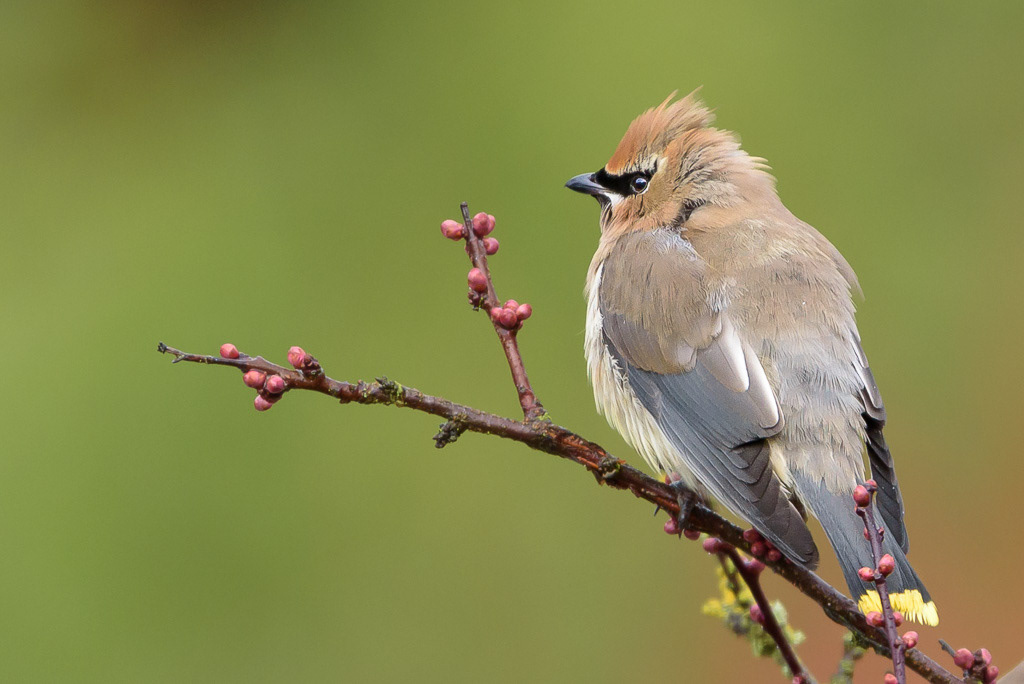 Cedar Waxwing in Winter
