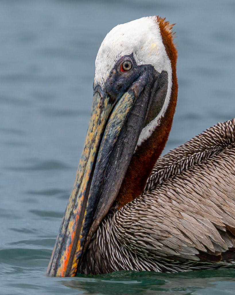 Brown Pelican Breeding Colors in Galapagos