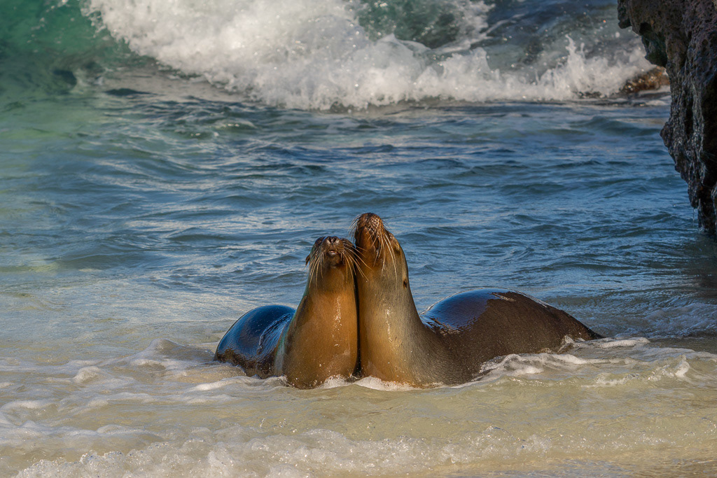 Pair of Galapagos Sea Lions