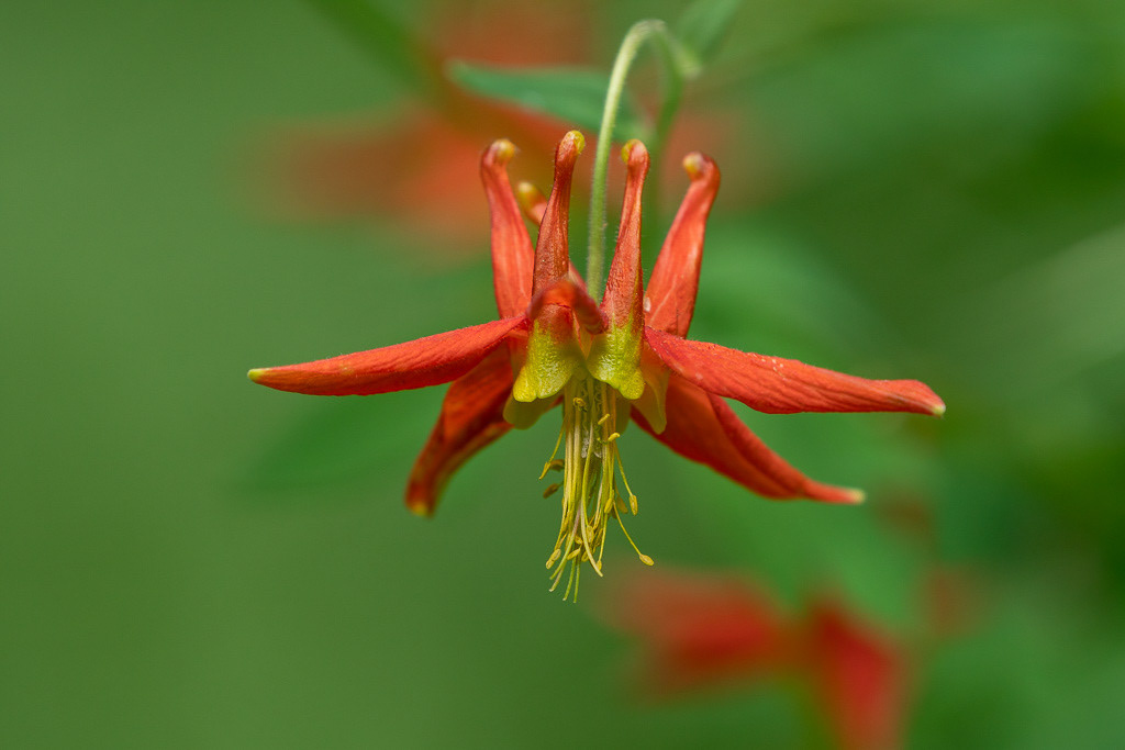 Red Columbine Wildflower