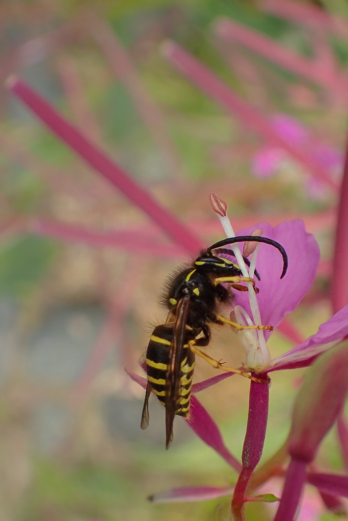 Forest Yellowjacket on Fireweed Blossom