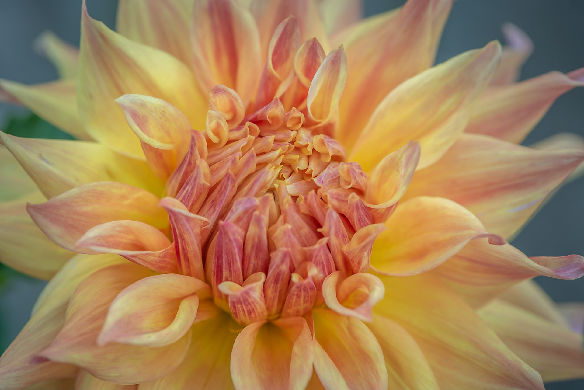 Dahlia Pink and yellow