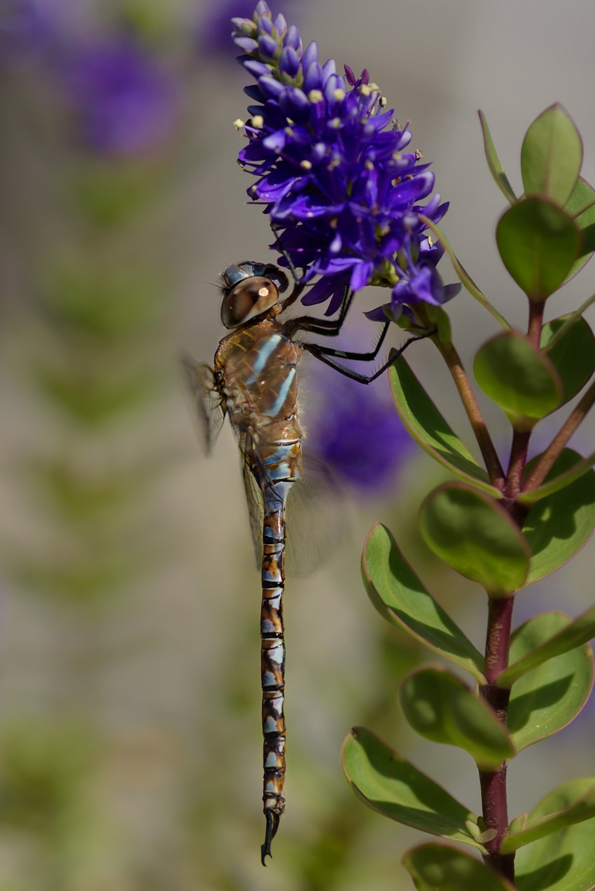 A Variable Darner Dragonfly hangs from a Hebe flower in a backyard garden.