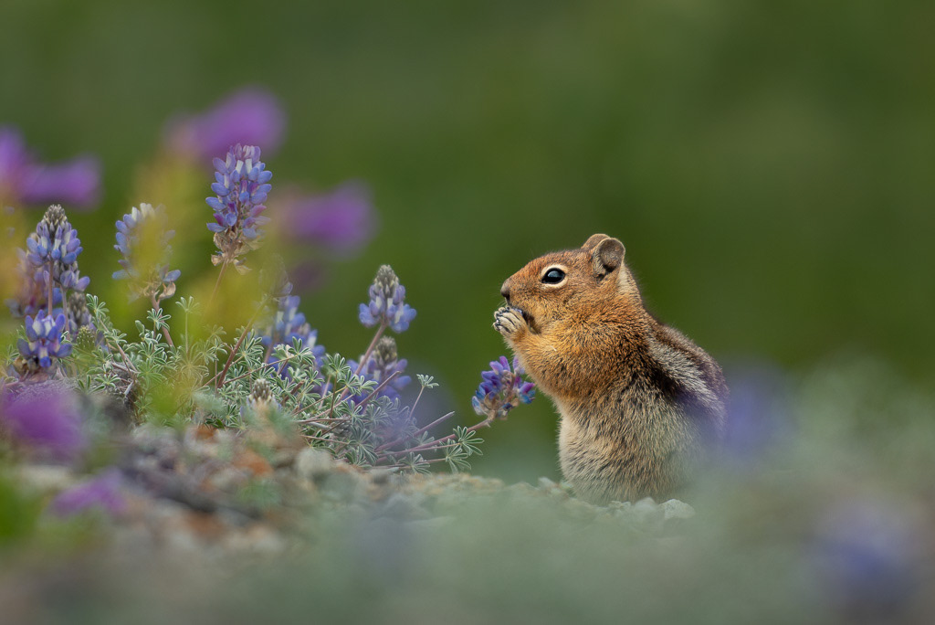 Cascade Golden-mantled Ground Squirrel Eating Flowers