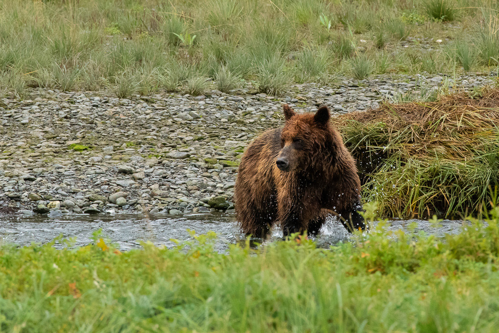 Brown Bear in Pack Creek