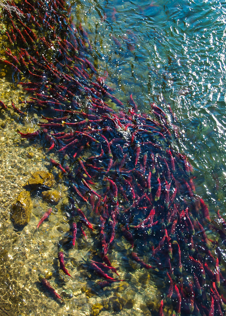 Adams River Sockeye Overhead View