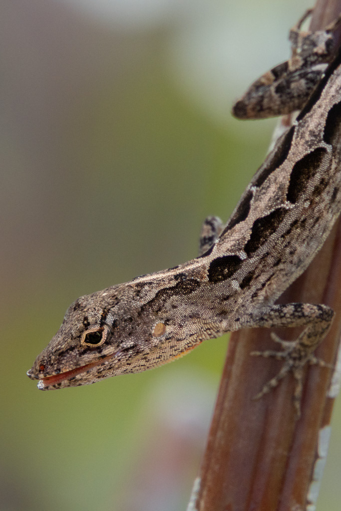 Brown Anole in Kauai