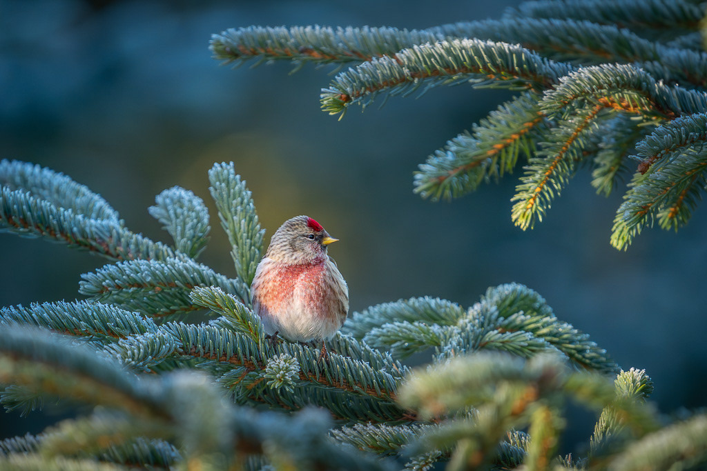 Common Redpoll in Icy Branches