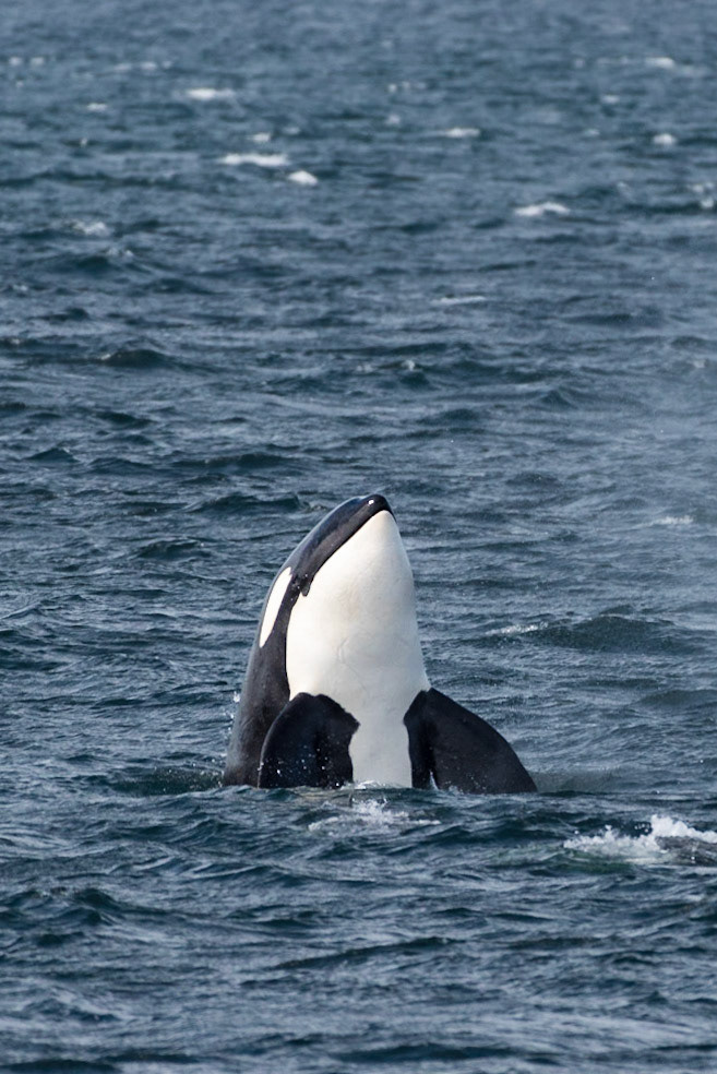 A female orca (killer whale) is spyhopping to keep a lookout while her family is hunting in Puget Sound near Seattle, Washington.