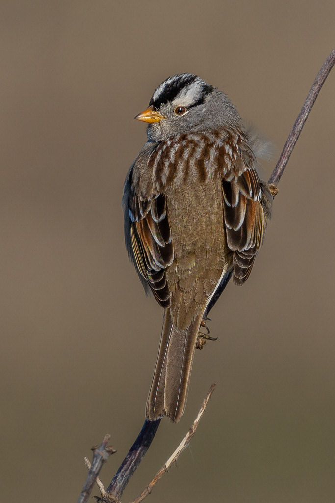 White-crowned Sparrow in Winter