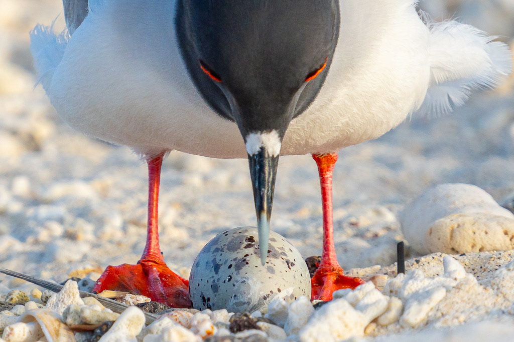 Swallow-tailed Gull Parent Tending Egg