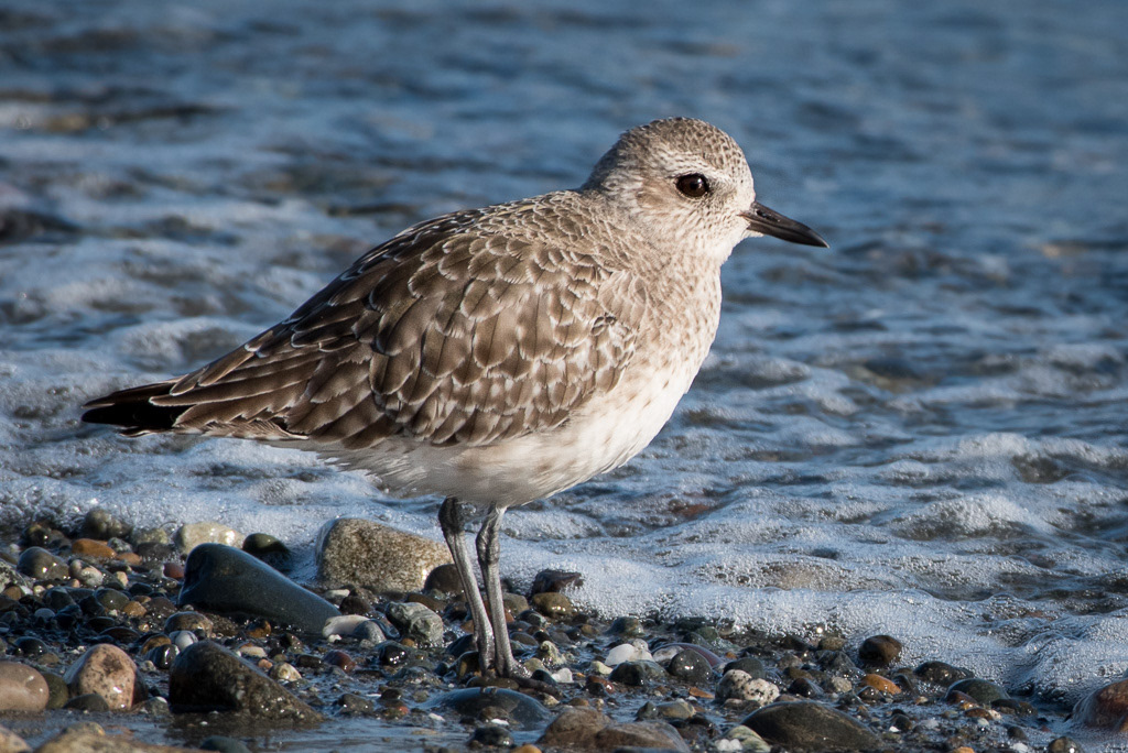 Black-bellied Plover in Winter Plumage 