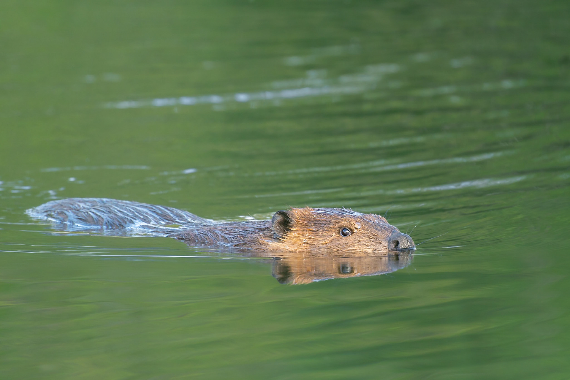 A beaver swims from shore to his house on a pond in Seattle.