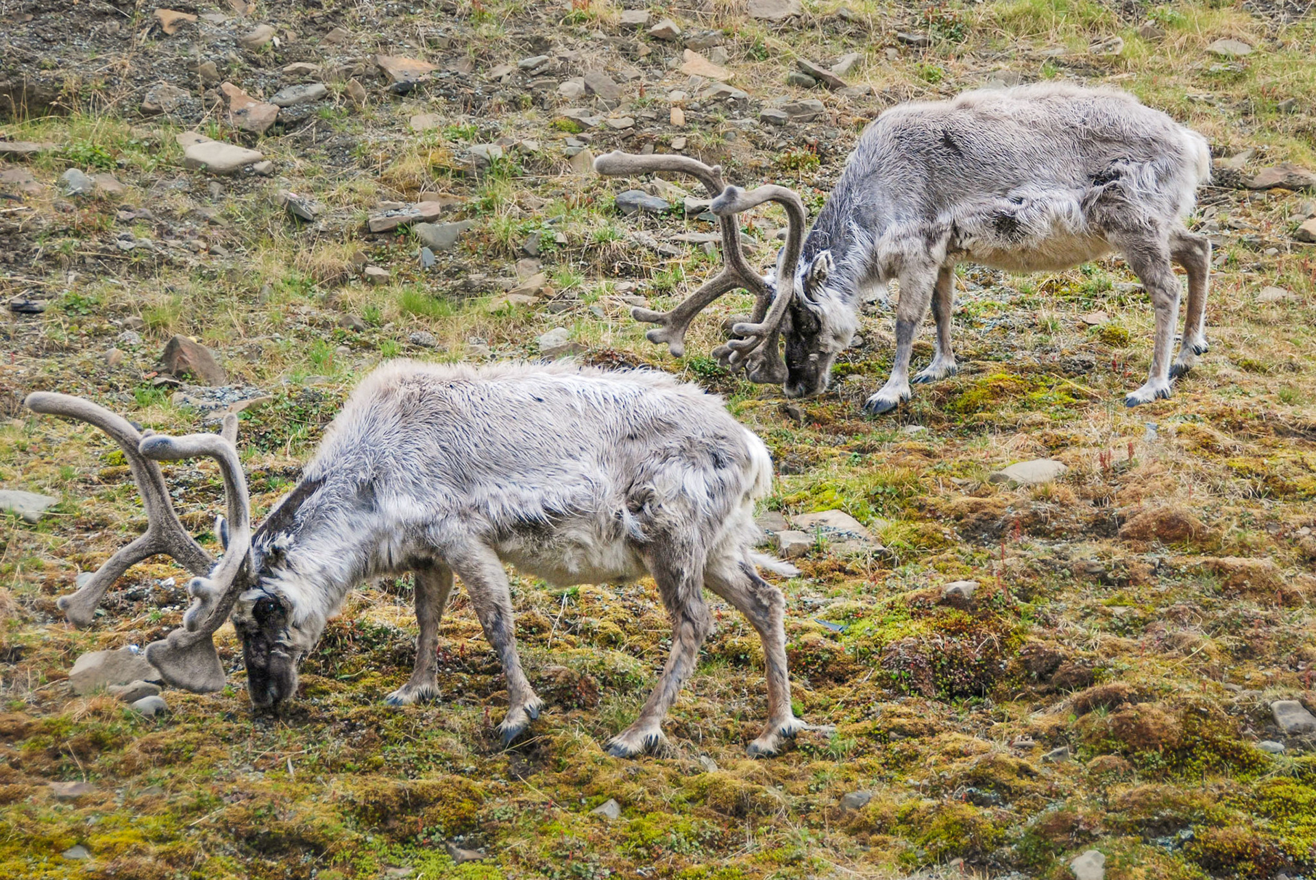 Svalbard Reindeer Pair on a Hillside