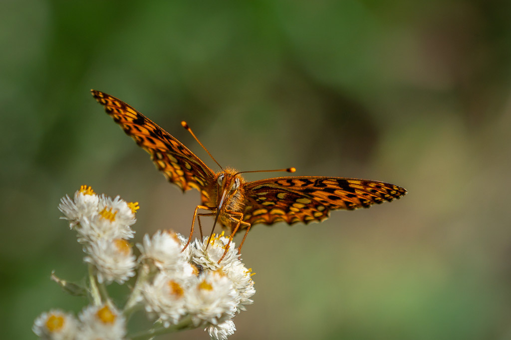 Northwestern Fritillary Butterfly