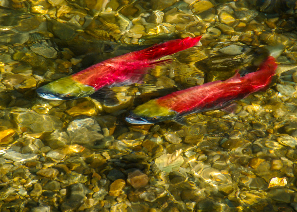 Sockeye Salmon Pair in Sunlight