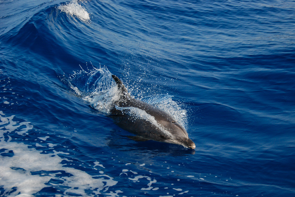 Bottlenose Dolphin in Hawaii