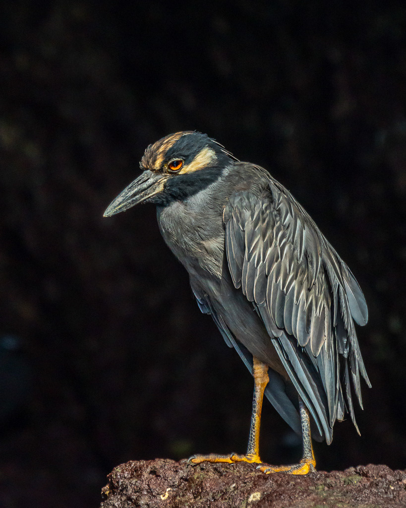 Yellow-crowned Night Heron in Galapagos