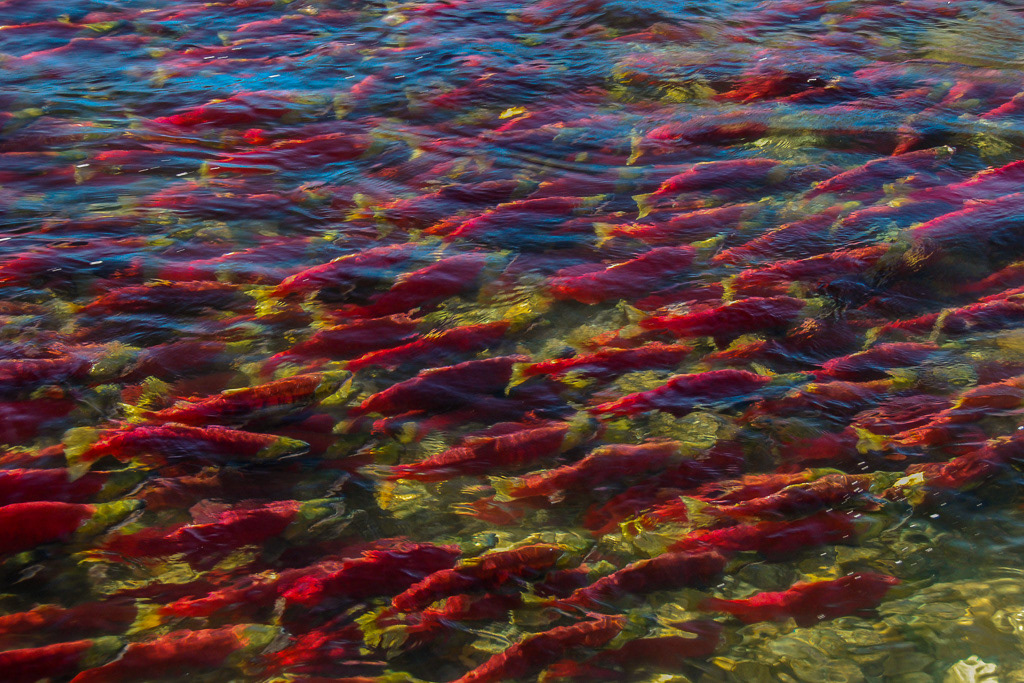 Adams River Sockeye Migrating Upstream