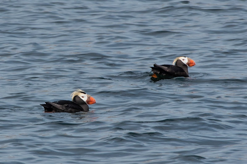 Tufted Puffins in the Strait of Juan de Fuca