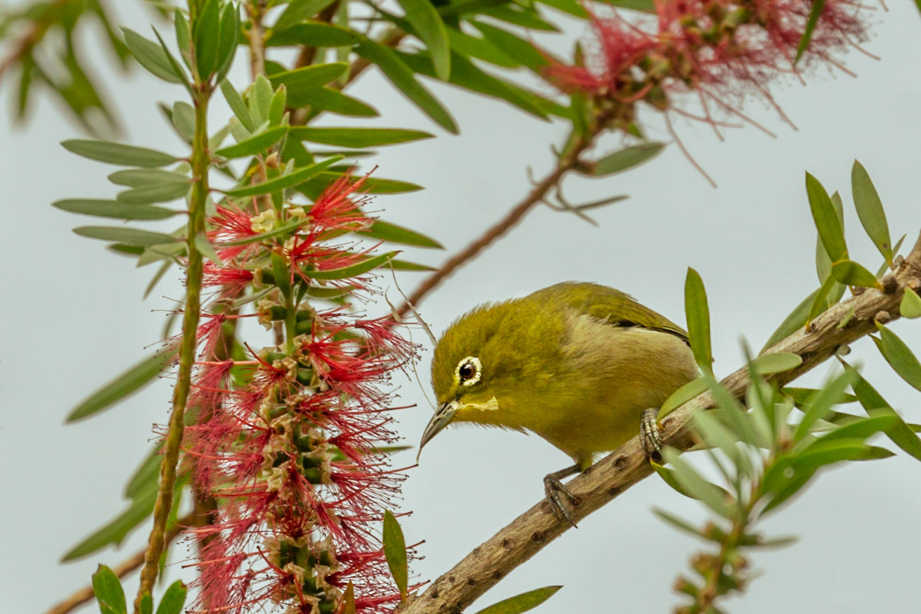 Japanese White-eye Bird Peering Down from a Bottlebrush Tree