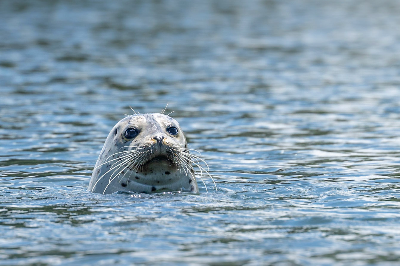 A harbor seal in south Puget Sound pops its head up to take a look at human activities.