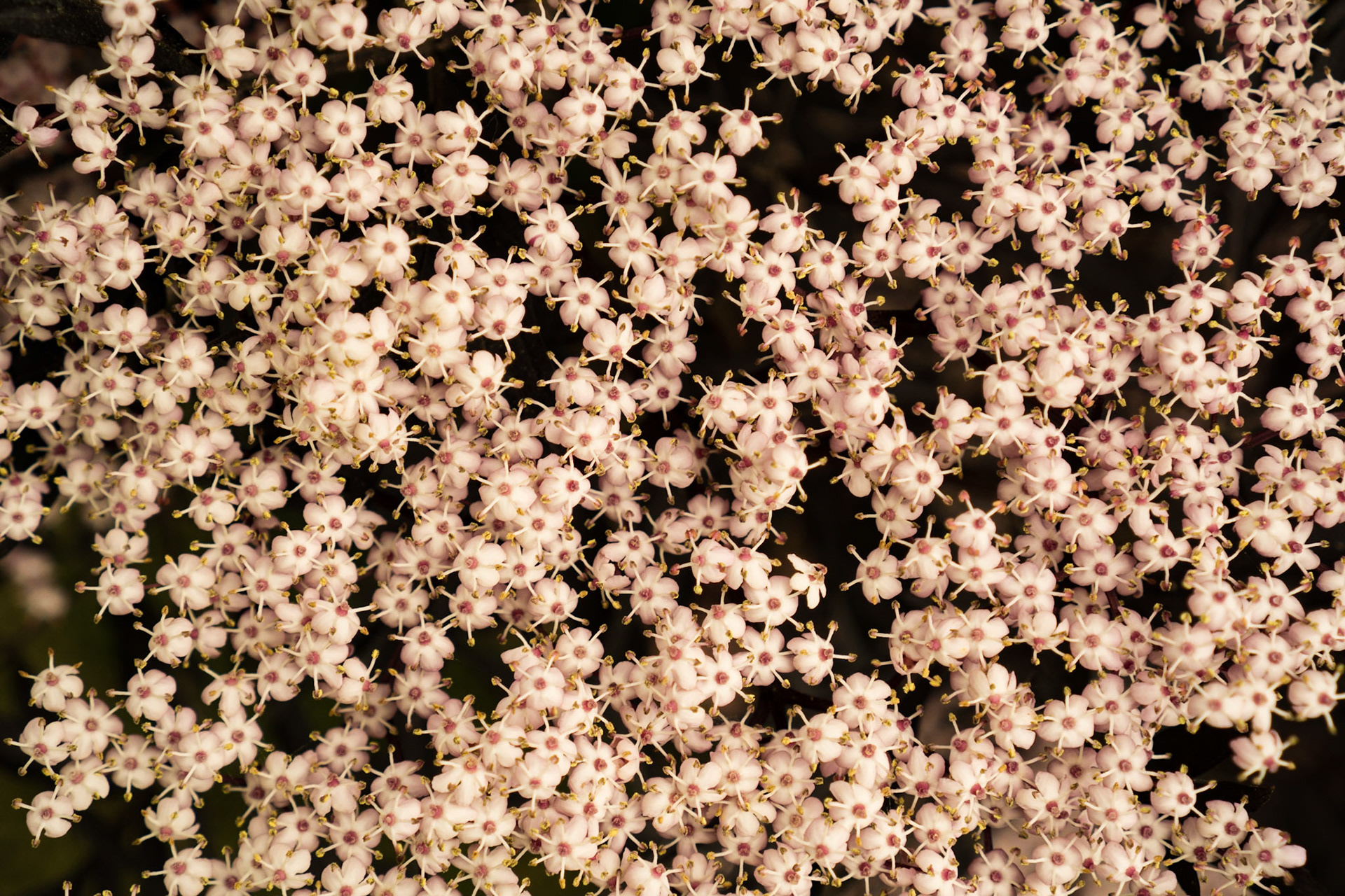Black Lace Elderberry Flower Close-up