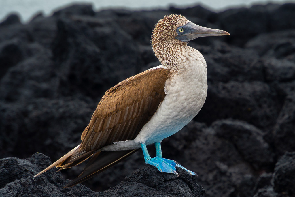 Blue-footed Booby in Galapagos Islands