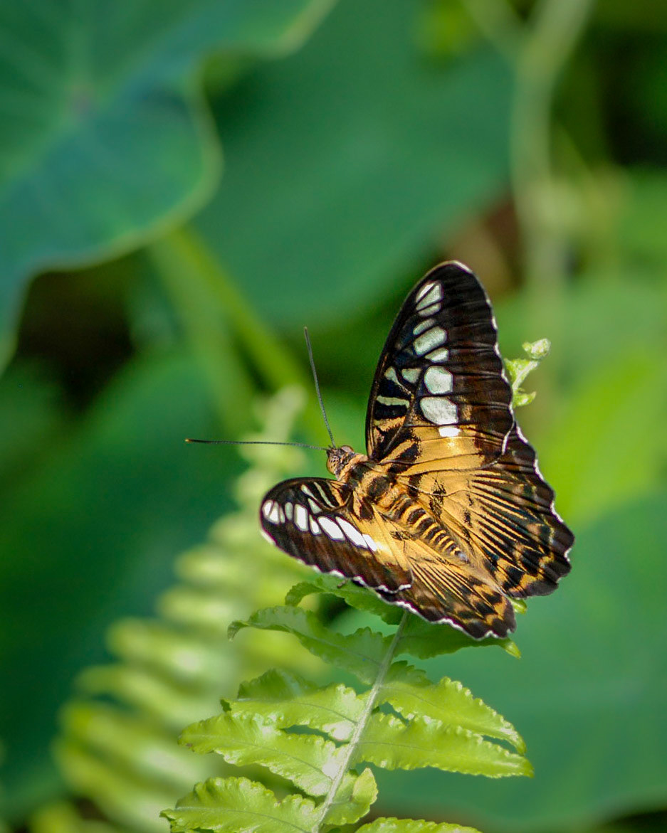 A Brown Clipper butterfly (Parthenos sylvia) rests on a bright green fern leaf in the butterfly garden of Victoria, British Columbia, Canada.