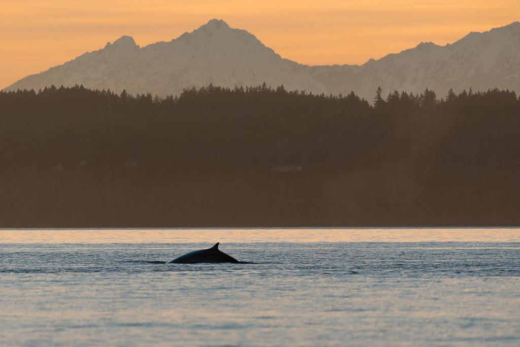 Fin Whale in Puget Sound below Olympic Mountains